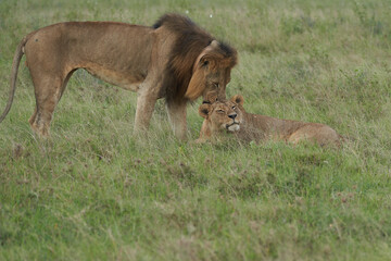 Lion and Lioness Kenya Safari Savanna Mating
