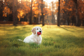 Golden retriever in autumn in the leaves. dog on the nature in the fall.
