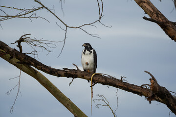 Augur buzzard Couple Buteo augurarge African bird of prey with catch eastern green mamba Dendroaspis angusticeps highly venomous snake 