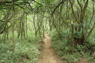 Beauty scenery of forest from Mount Ciremai track via Palutungan, West Java, Indonesia.