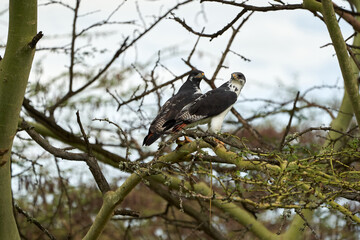 Augur buzzard Couple Buteo augurarge African bird of prey with catch eastern green mamba Dendroaspis angusticeps highly venomous snake 
