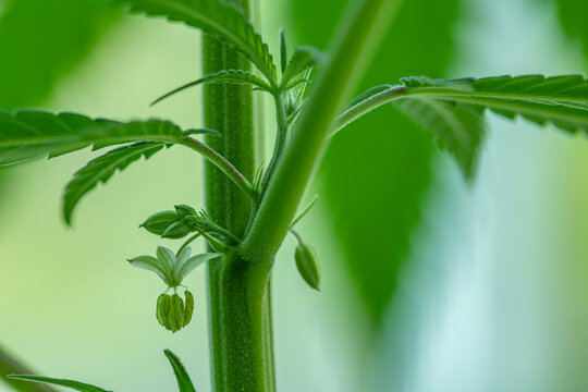 Male Pollen Sacks on Cannabis plant landscape