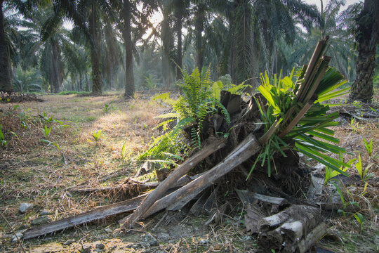 Paku bilder Bläddra bland 713 stockfoton, vektorer och videor Adobe