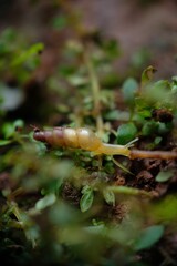 Close up shot of snail.