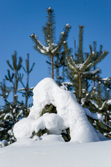 snow covered pine tree