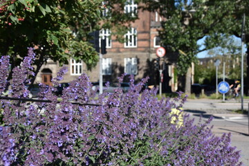 町中に咲くラベンダー