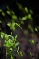 Seedling of spinach. Close up of spinach germination.