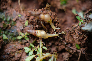 Close up shot of snail.