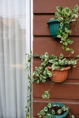 Close up of Epipremnum Aureum 'Njoy' leaves.