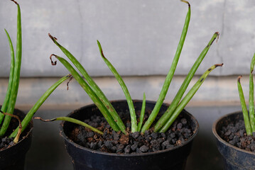 Close up of Aloe Vera plants.