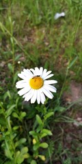 white daisy flower