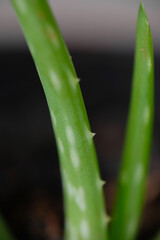Fototapeta premium Close up of Aloe Vera plants.