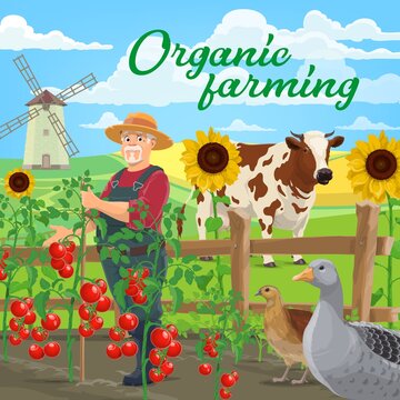 Organic farming food products, vector agriculture. Farmer at vegetable and animal farm, field and garden with cow, goose and quill, windmill, tomatoes and sunflowers near fence, ecological gardening