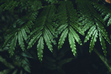 Close-Up Of  Dark green leaves