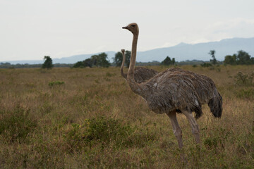 Common ostrich Struthio camelus Africa Kenya Savanna