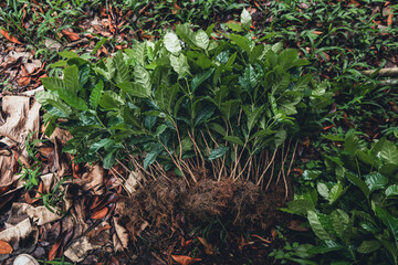 Young coffee trees are planted under the shade of large trees