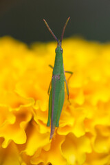 Close up shot of grasshopper.