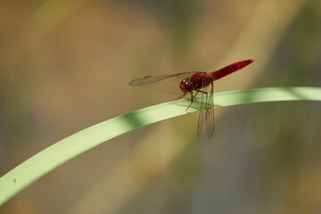 Crocothemis erythraea dragonfly Libellulidae broad scarlet darter