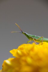 Close up shot of grasshopper.