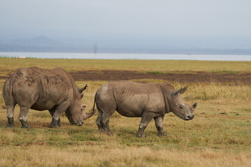 Rhino Baby and Mother- Rhinoceros with Bird White rhinoceros Square-lipped rhinoceros Ceratotherium simum 