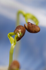 Close up of water spinach leaves. Hydroponic water spinach in vegetable basin.