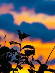 Fototapeta na wymiar Silhouette of a plant on a background of colored sky