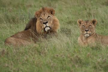 Lion and Lioness Kenya Safari Savanna Mating