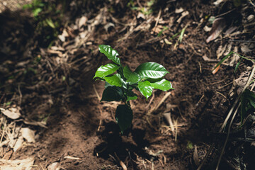 Young coffee trees are planted under the shade of large trees