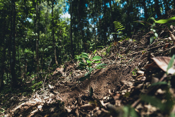 Young coffee trees are planted under the shade of large trees