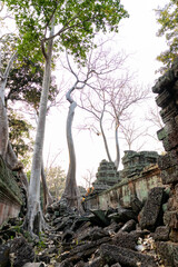 Three trees invading ruins at Ta Prohm temple, growing on stones. One of the most visited temples in Angkor region, known by Tomb Raider movie. Bayon, Siem Reap, Cambodia, South east Asia