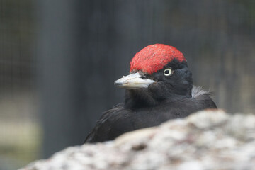 Black woodpecker Dryocopus martius Picidae Portrait Close