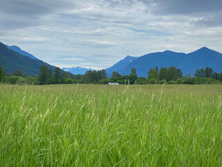 Obraz premium 2020-06-14 A OPEN MEADOW BELOW MOUNT SI IN THE SNOQUALMIE VALLEY NEAR NORTH BEND