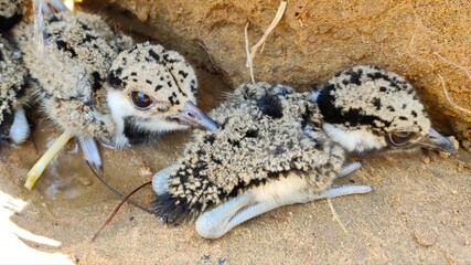 Two new born kids of red wattled lapwing bird in desert cave