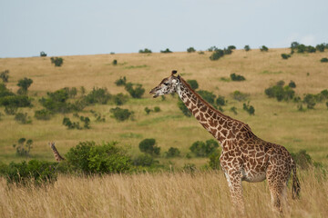 Giraffe Africa Giraffa Safari Big Five Africa