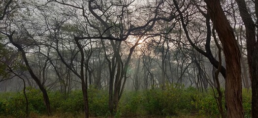 morning in the forest