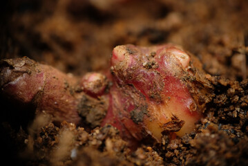 Growing red ginger in the garden.