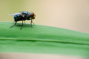Macro photo of house fly.