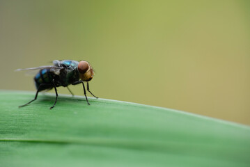 Macro photo of house fly.