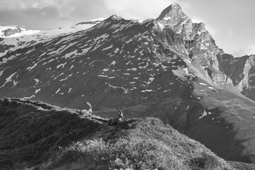 Capricorn Alpine Ibex Capra ibex Mountain Swiss Alps Black and White Landscape Scenery