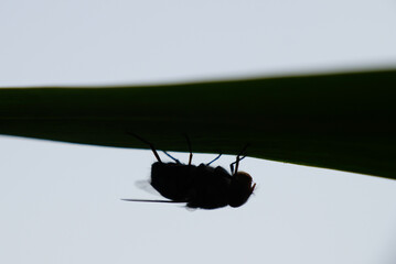 Macro photo of house fly.