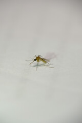 Close up of mosquito. Macro photo of mosquito.