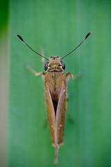 Close up shot of brown butterfly. 