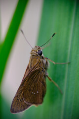 Obraz premium Bliska strzał brązowego motyla.