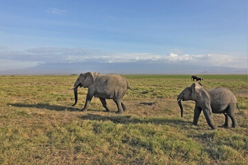 A baby elephant runs along the savannah for mom elephant. The grass of Amboseli Park turned yellow, the dry season. Elephants graze in the distance. The sky is blue with light clouds. Kenya.