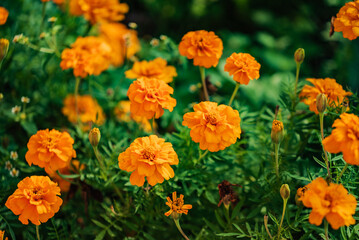 orange marigolds in the garden