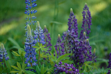 Lupin flowers in the field