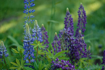 Fototapeta premium Lupin flowers in the field