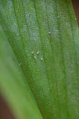 Close up shot of tiny animals.
