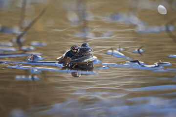 Water frog Pelophylax and Bufo Bufo in mountain lake with beautiful reflection of eyes Spring Mating
