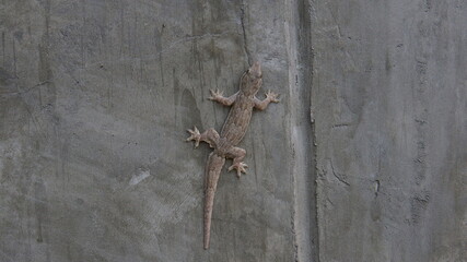 A lizard that adheres to the wall in harmony